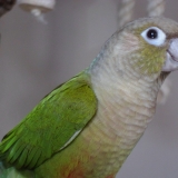 Pixel