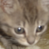kitty