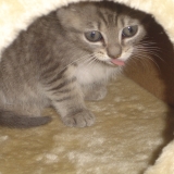 kitty dans sa niche