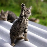 nermal