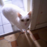 princesse