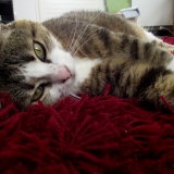 miki