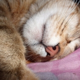 Mon nez !