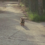 Obelix.