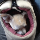 dans le sac, je suis fatiguée