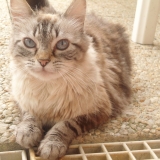Timoune