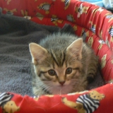 ma nouvelle petite soeur elle a 7 semaine