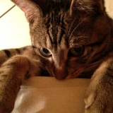 Gusgus