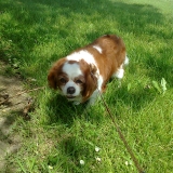 c'est une jolie petite cavalier king charles et moi je l'adore!!!!