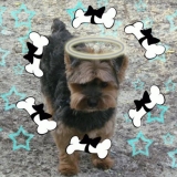 Obelix.. montage