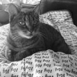 Miaou ?