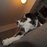 Chat