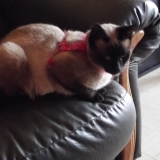 pose canapé