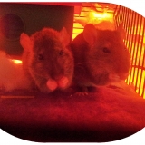 Pimousse & Fripouille ♥