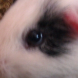 Domino