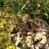 il se cache mon copain