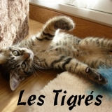Team des tigrés