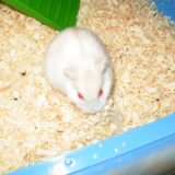 ♥ Sdipee ♥ Mon Rapide qui au en haut dans le ciel ♥