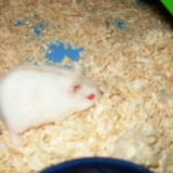 ♥ Sdipee ♥ Mon Rapide qui au en haut dans le ciel ♥