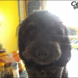 César