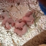 mais petits furetons née se matin :) 