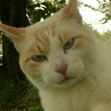 Chamallow