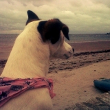 Elfy