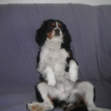 euggy