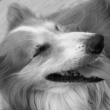 milou