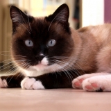 Elliot