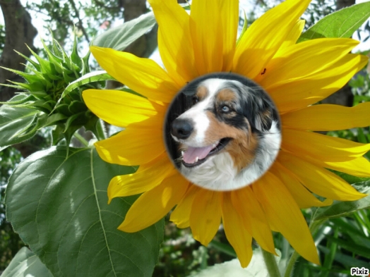 Chien - Australian Shepherd - Elixir di Vita di u Vecchiu