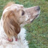 Dolly