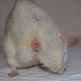 Défilé
