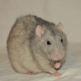Défilé