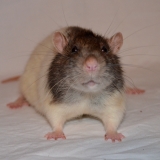 Défilé