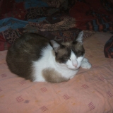 Boby