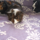 Lilo & Wendy