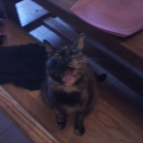 Noisette
