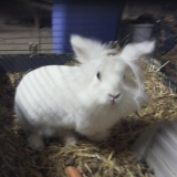 Blanco