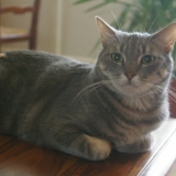 Esope