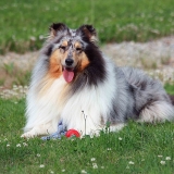 La belle Daisie...