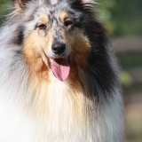 Daisie Bleue de la Vallée du Charme