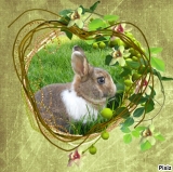 ✿ Cacahuète ✿