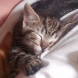 dodo sur maman