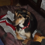 Elfy