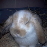 Rody tout simplement