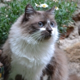 Zoé