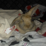 Hera Poupy