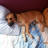 cooper