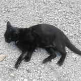 Lulu